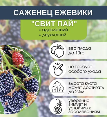 Ягода Ежевика Блэк Мама крупноплодная/Сем Алт/цп 0,03 гр. НОВИНКА