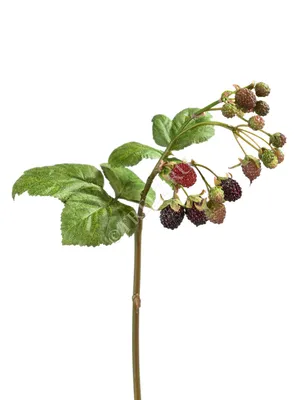 Ежевика Бестберри (Rubus Bestberry) Р9 — Питомник Летний сад