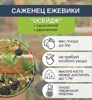 Посадка и выращивание ежевики -GreenMarket