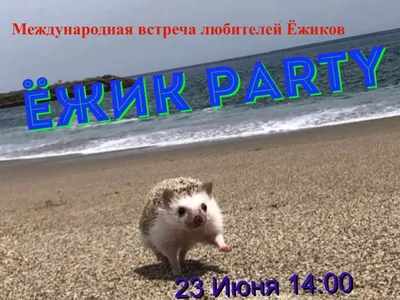 Ёжики - это любовь". Опубликованы фотографии с "Ёжик Party" в Нижнем  Новгороде Новости Нижнего Новгорода