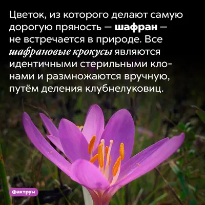 Факты: когда смотреть по ТВ в городе Екатеринбург - Россия 24 -  Рамблер/телепрограмма