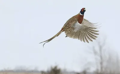 Фото животных: Самка фазана. Владимир Страмной. - ANIMAL PHOTO