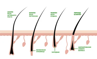 Фазы роста ресниц 