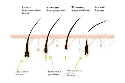 Фазы роста ресниц | Ресницы, Рост ресниц, Средства для роста ресниц и бровей