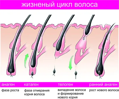 Почему после беременности активно выпадают волосы? - Bird Cosmetics® Украина