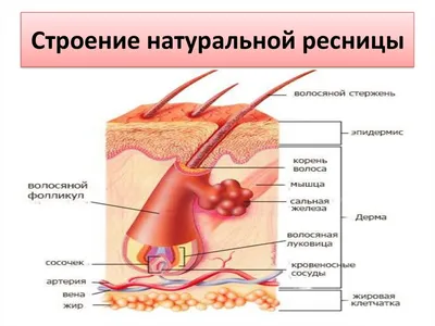 Почему выпадают свои ресницы — особенности роста ресниц, рекомендации по  наращиванию ресниц и обзор материалов