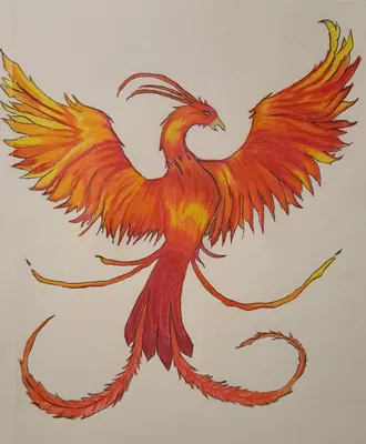 tattoo | Phoenix tattoo, Pheonix tattoo, Phoenix tattoo design