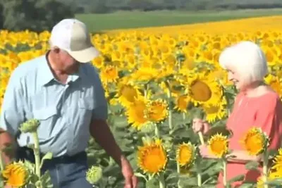 В США фермер подарил жене 1,2 млн подсолнухов - Газета.Ru | Новости
