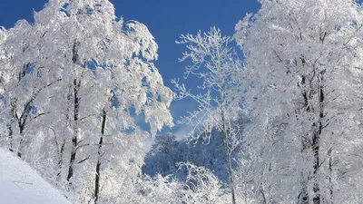 картинки : Февраль, зима, лес, Торрент, пейзаж, снег, дерево, легкий,  белый, природа, мороз, Биль, Замороженный, не холодно, река, солнечно,  Морозильные камеры, Ледниковый 4288x2848 - - 1370003 - красивые картинки -  PxHere