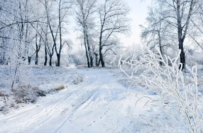 Февраль - зима с весной встречается впервой "