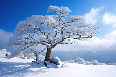 Wallpapers Pictures Fhd Winter Tree In The Snow 4k Background, Winter,  Season, High Resolution Background Image And Wallpaper for Free Download