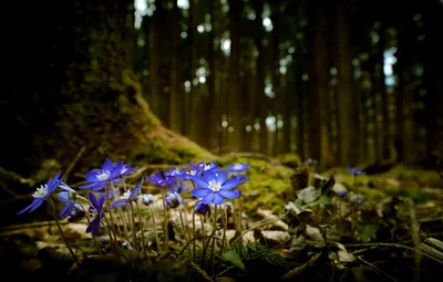 Фотографии Голубой Фиалки цветок