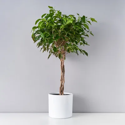 Фикус Бенджамина Голден Кинг Ficus Benjamina Golden King, 16 дм, 1 шт -  купить по выгодной цене в интернет-магазине OZON (501644192)