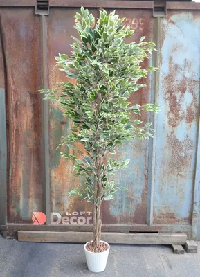 Фикус бенджамина переплетенный гигант высотой 130см в горшке (Ficus  benjamina exotica twist) купить с доставкой в СПб