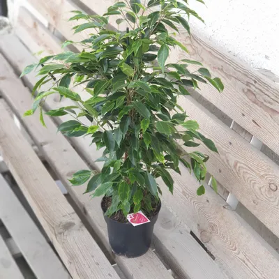 Фикус Бенджамина (Ficus Benjamina) Анастасия купить в Смолевичах, закажи, а  мы доставим.