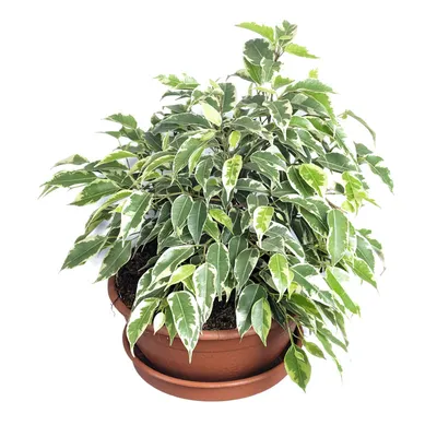 Фикус бенджамина переплетенный гигант высотой 120см в горшке (Ficus  benjamina exotica twist) купить с доставкой в СПб