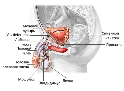 Фимоз у мужчин: лечение, причины, симптомы и диагностика. Урология