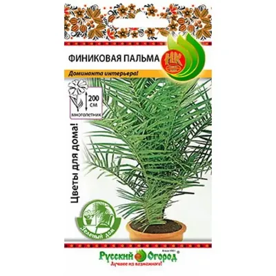 Купить Финиковая пальма Канариенсис ᐉ Доставка по Киеву, Украине | Орхидс  Арт