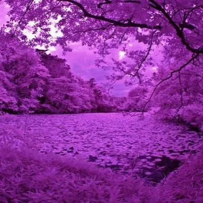 Фиолетового цвета картинки
