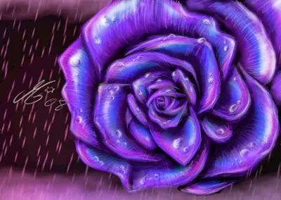 Фиолетовые розы картинки - 80 фото