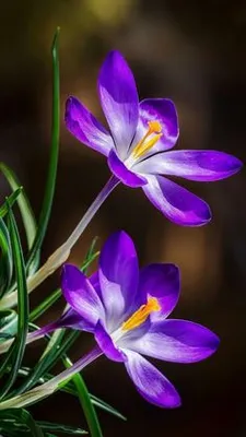 Фиолетовый цветок 