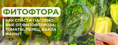 Фитофтора на томатах: почему появилась и чем лучше обработать