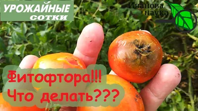 Фитофтороз (фитофтора): симптомы, причины, способы борьбы