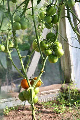 🐛🍅Фитофтора на помидорах, паутинный клещ на огурцах: как бороться? Как  бороться с болезнями томатов, огурцов, перцев