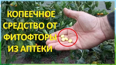 Почему у нас НЕТ фитофторы на томатах [защитный комплекс] - YouTube