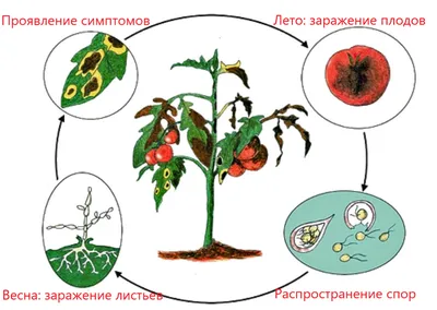 Квантум - ФитоФос -25мл (STOP Фитофтора) – 