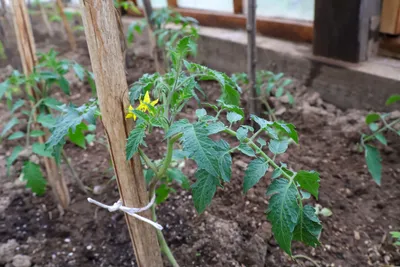 Фитофтора томаты не поразит: обработали помидоры чудо-средством в августе —  мясистые плоды