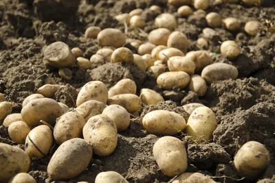 Фитофтора и капризная погода подкосили урожай картофеля в Латвии — Журнал  "Картофельная Система"