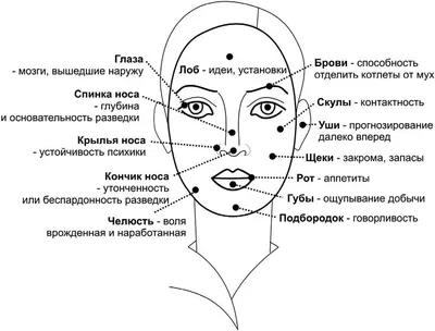 Физиогномика лица. Как читать человека по лицу. | копилочка | Дзен