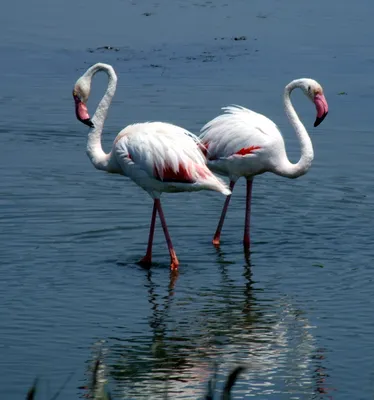 Розовый фламинго — Phoenicopterus roseus / Статьи / Птицы Европы