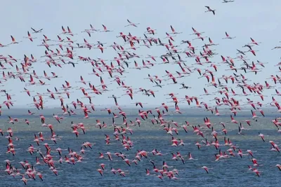 Часы настенные с изображением розовых фламинго, птиц, синего моря |  AliExpress