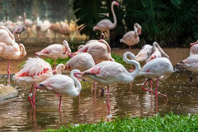 Фламинго птиц картинки