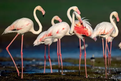 Две фламинго PNG , фламинго, птиц, акварель PNG картинки и пнг PSD рисунок  для бесплатной загрузки