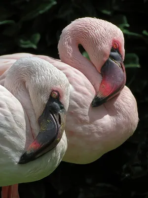 Картинки Птицы Фламинго Животные