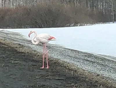 Почему фламинго розовый? Описание, фото и видео - «Как и Почему»
