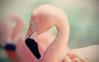 Розовая сторона Фламинго Фото только с левой головой и шеей Стоковое  Изображение - изображение насчитывающей взгляд, красно: 161522383