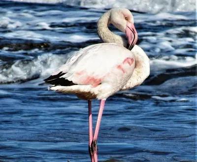 Интересные факты о фламинго 🦩 | ЗооБлог
