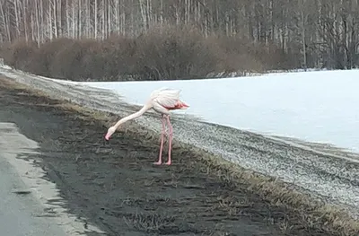 фламинго — Викисловарь