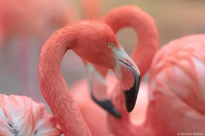 Розовые фламинго появились в Одесской области