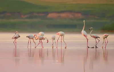 Фламинго после дождя.... Фотограф Рублина Наталья