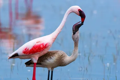 Почему фламинго розовые — 