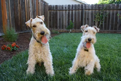 Гладкошёрстный фокстерьер (Canis lupus familiaris 'Smooth Fox Terrier') -  Rock Identifier