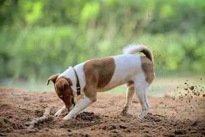 Шарж на фокстерьера: купить онлайн персональную нарисованную от  руки🐶🐕🦴.............................