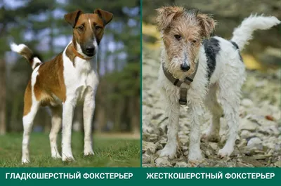 Пропала собака Фокстерьер, Камчатская ул. 2Д, Хабаровск | 