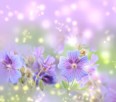 Весенняя ромашка цветочный фон Обои Изображение для бесплатной загрузки -  Pngtree