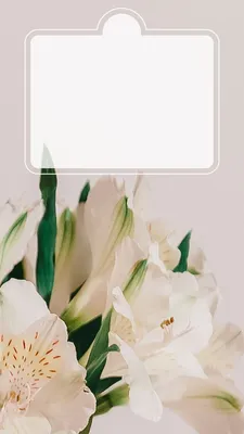 Stories Сторис Оформление Фоны Wallpaper Aesthetic Phone Ideas Цветы  Minimal Вackground Лето Summer - 